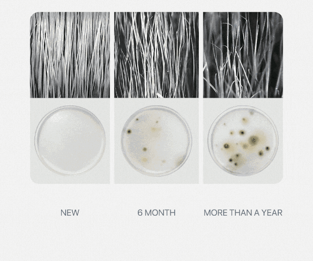 Bristles and bacteria cultures compared across brush age